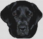 (image for) Onyx - Black Lab